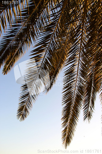 Image of Palm leafs and sea in the evening, sunset