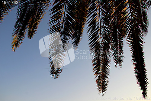 Image of Palm leafs and sea in the evening, sunset