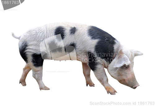 Image of Bayeux pig