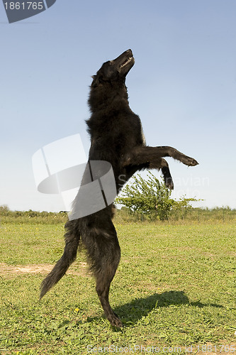 Image of jumping groenendael