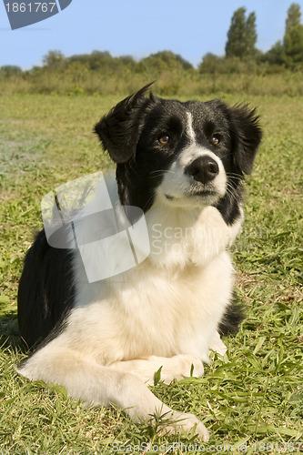 Image of border collie