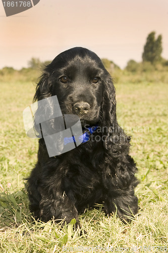 Image of puppy english cocker