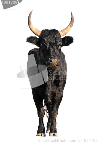 Image of Camargue bull