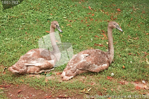 Image of Young swans on green grass