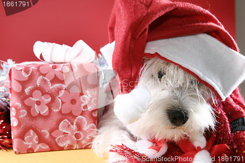 Image of White puppy