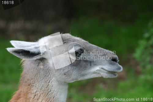 Image of Guanaco (wild llama)