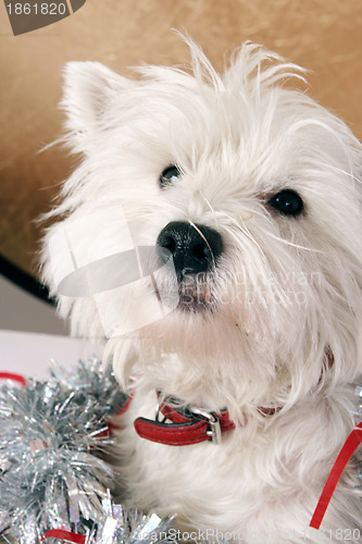 Image of White puppy