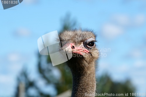 Image of Ostrich