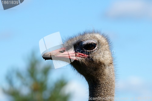 Image of Ostrich