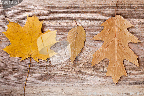 Image of autumn leaves