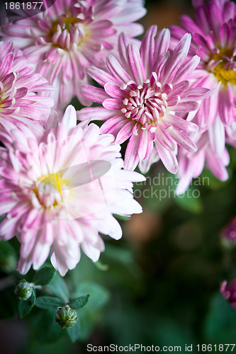 Image of pink flowers of aster 