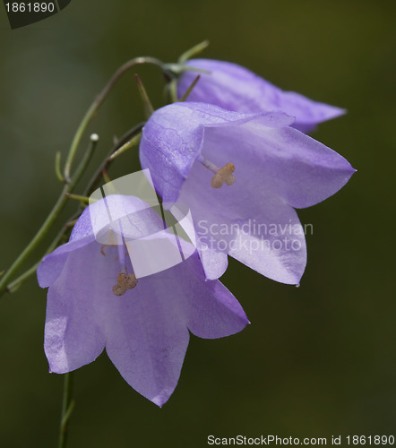 Image of Bellflower (Campanula) flowers