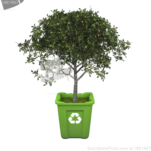 Image of Fruit tree in recycle bin