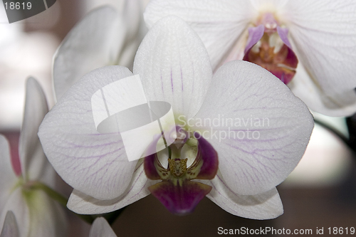 Image of Orchid