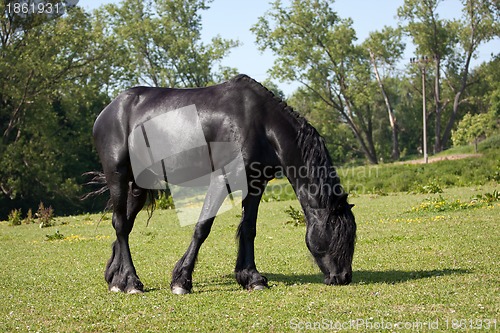 Image of Black horse in the meadow