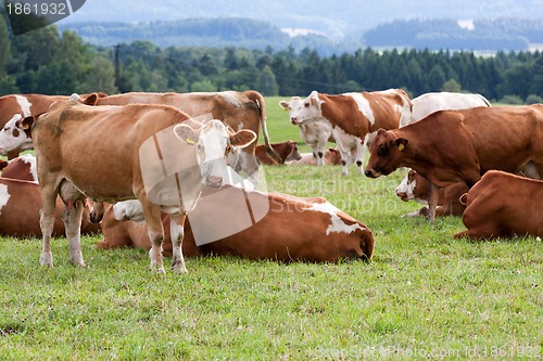 Image of Dairy cows in pasture