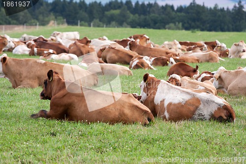 Image of Dairy cows in pasture