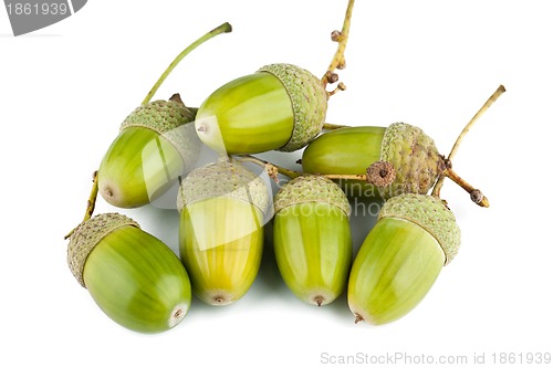 Image of Green acorns on a white background 