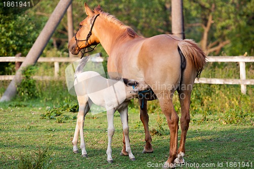 Image of Mare and her foal