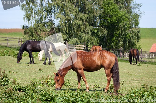 Image of Horses in the meadow
