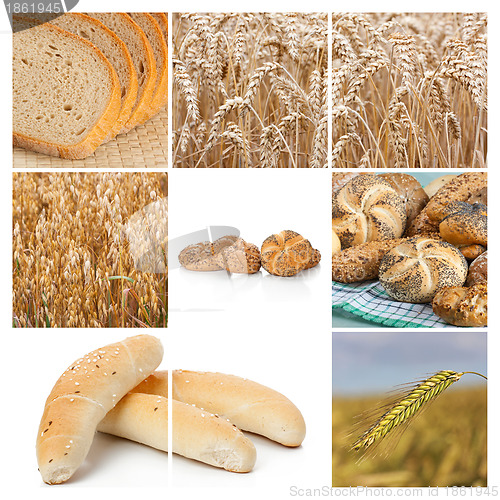 Image of Wheat. Harvest concepts. Cereal collage