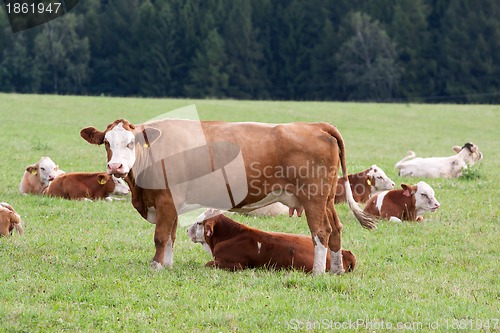 Image of Dairy cows in pasture