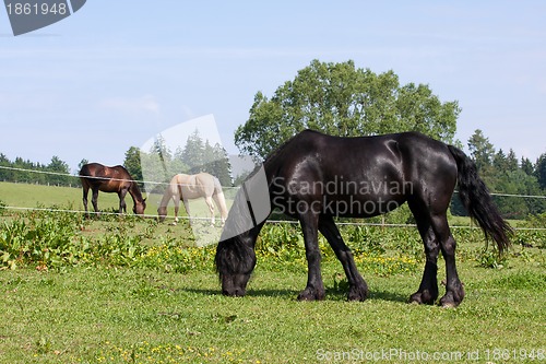 Image of Horses in the meadow