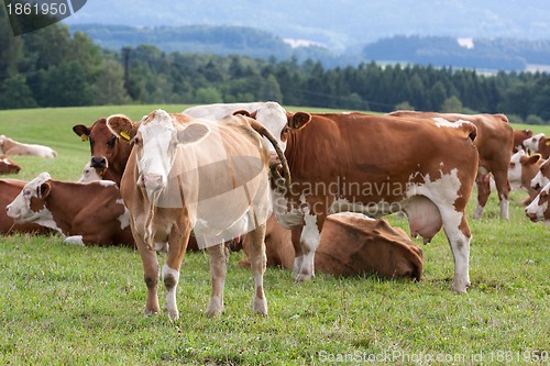 Image of Cows on pasture 