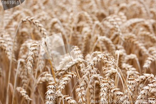 Image of Wheat straws 