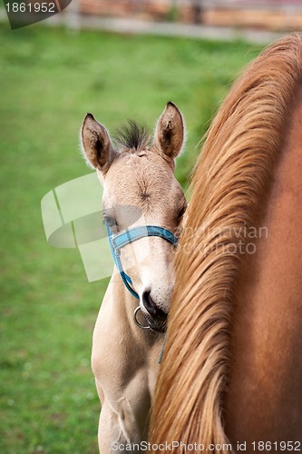 Image of Mare and her foal