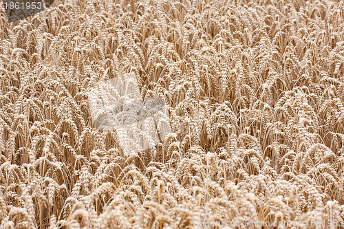 Image of Wheat straws