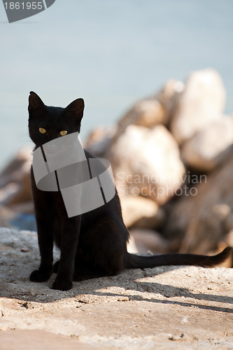 Image of black cat