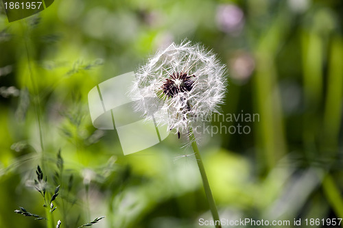 Image of white ball of dandelion