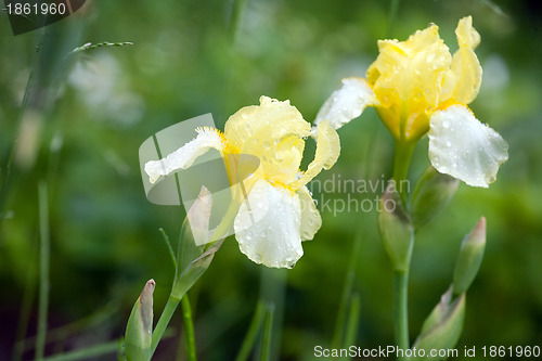 Image of yellow iris flower