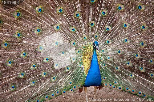 Image of peacock