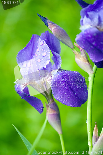 Image of blue iris flower