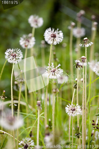 Image of white balls of dandelions