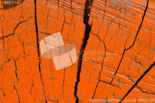 Image of Tree trunk orange painted cross section background 