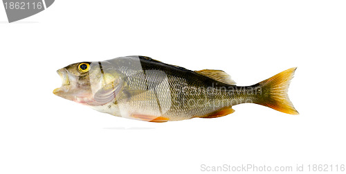 Image of Bass perch fish after fishing isolated on white 