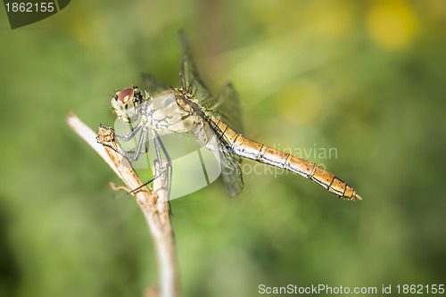 Image of dragonfly