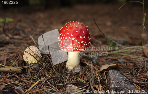 Image of agaric