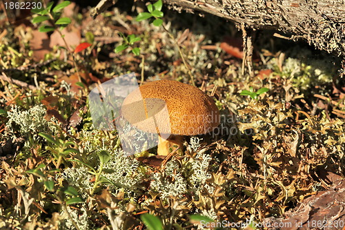 Image of yellow mushroom