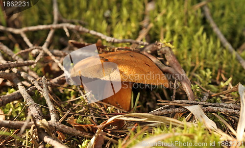 Image of yellow mushroom