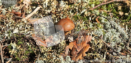 Image of  mushroom