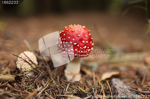 Image of amanita