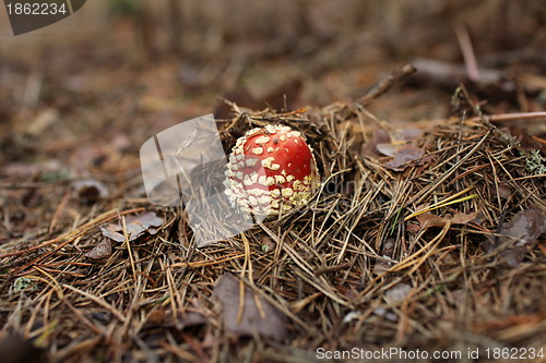 Image of agaric