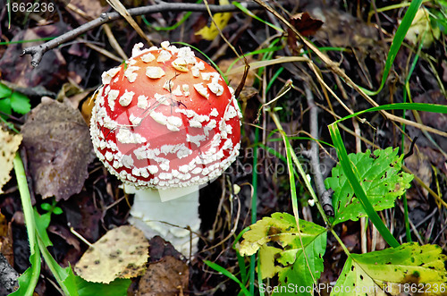 Image of Amanita small red