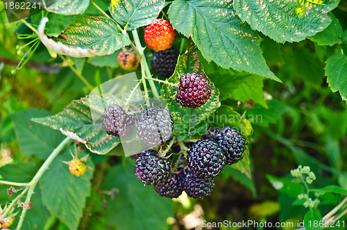 Image of Bramble on the background leaves