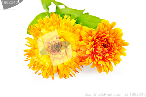 Image of Calendula terry