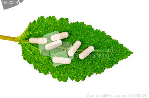 Image of Capsules beige on sage leaf